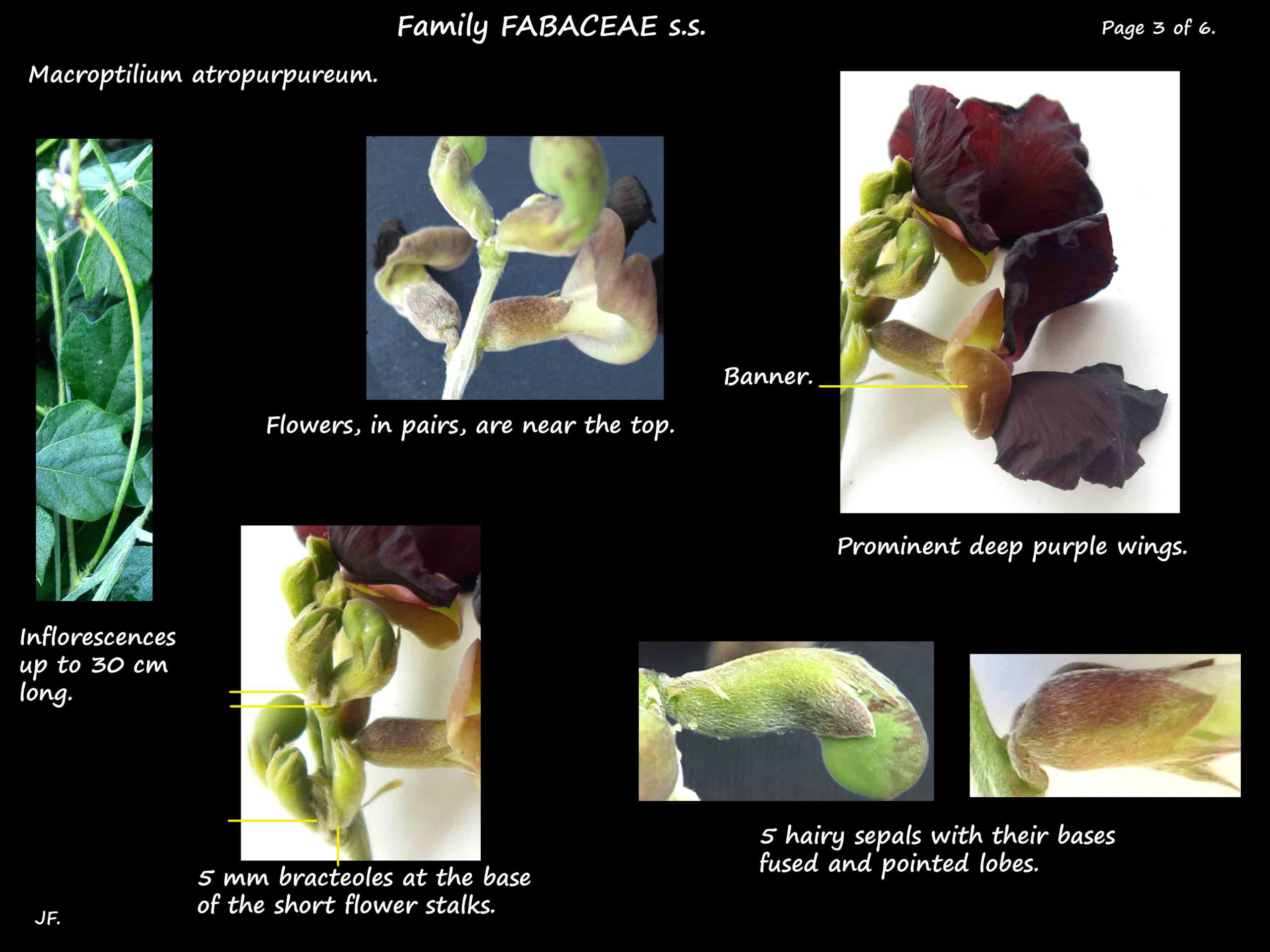 3 Macroptilium inflorescence & sepals